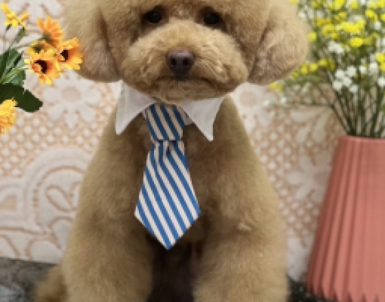 Các bệnh thường gặp ở chó vào mùa đông