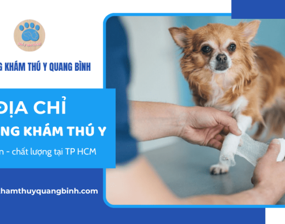 Địa chỉ phòng khám thú y uy tín chất lượng tại TP HCM 