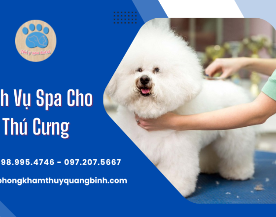 Dịch vụ Spa cho thú cưng chuyên nghiệp từ A-Z