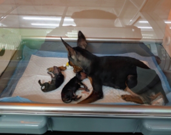 Điều trị tại nhà cho Pet - Phòng Khám Thú Y Quang Bình