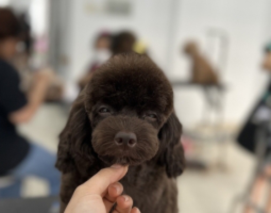 Khám sức khỏe định kỳ cho chó mèo