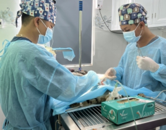 Mổ Đẻ Cho Thú Cưng - Phòng Khám Thú Y Quang Bình