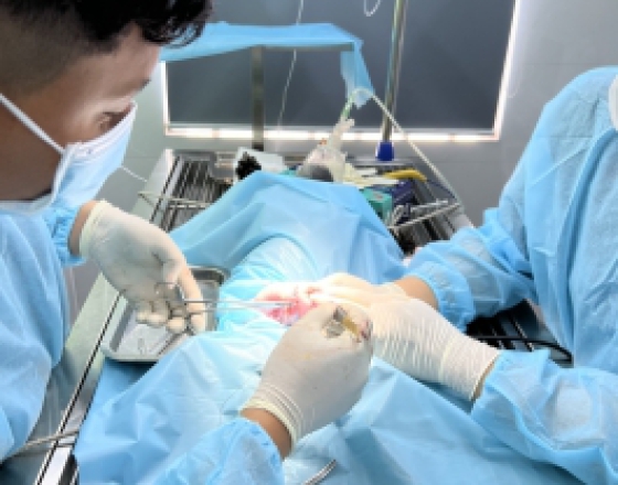 Phẫu Thuật Cho Thú Cưng - Phòng Khám Thú Y Quang Bình