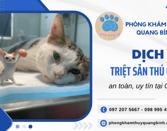 Phòng khám triệt sản thú cưng an toàn và uy tín tại Củ Chi - Quang Bình